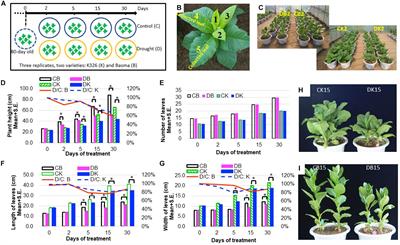 Analysis of Dynamic Global Transcriptional Atlas Reveals Common Regulatory Networks of Hormones and Photosynthesis Across Nicotiana Varieties in Response to Long-Term Drought